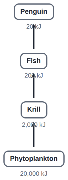 About 10% of the energy passes to each level: 20,000 kJ in the phytoplankton, 20 kJ in the penguin.