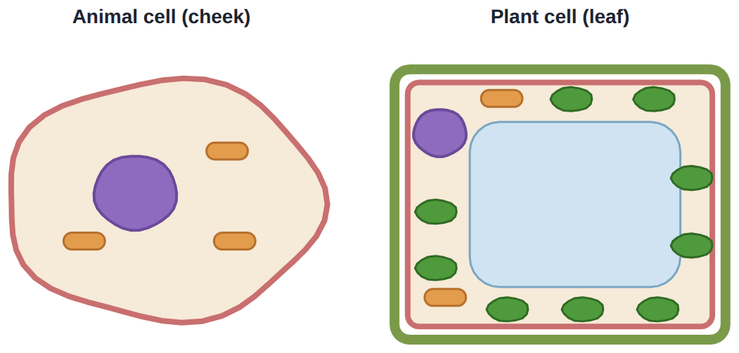 An animal cell and a plant cell, drawn about 1000 times bigger than life. Real ones are about 0.02 to 0.1 mm across.