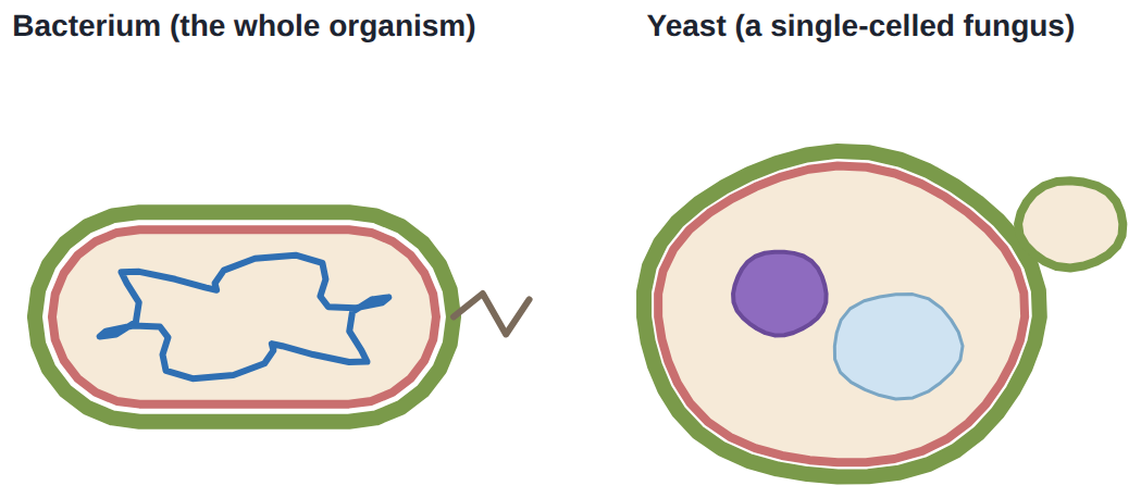 A bacterium and a yeast cell: single-celled living things.