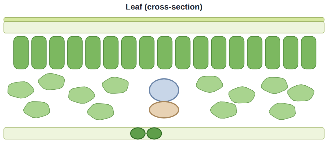 A leaf in cross-section: epidermis, two kinds of mesophyll, xylem and phloem, each a tissue.