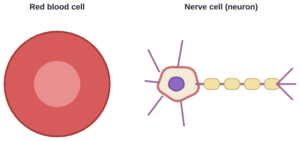 A red blood cell (no nucleus, biconcave) and a nerve cell (a long axon): shapes that suit their jobs.