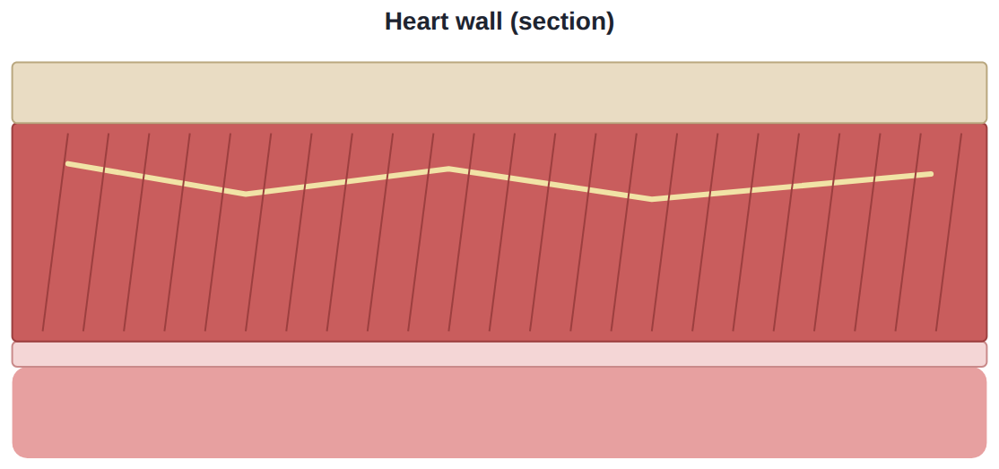 A section of the heart wall: layers of tissue, each a group of similar cells doing one job.