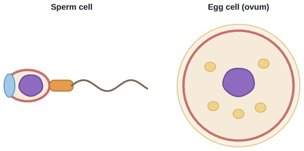 A sperm (head, midpiece, tail) and an egg (much larger, with a food store): each carries 23 chromosomes.