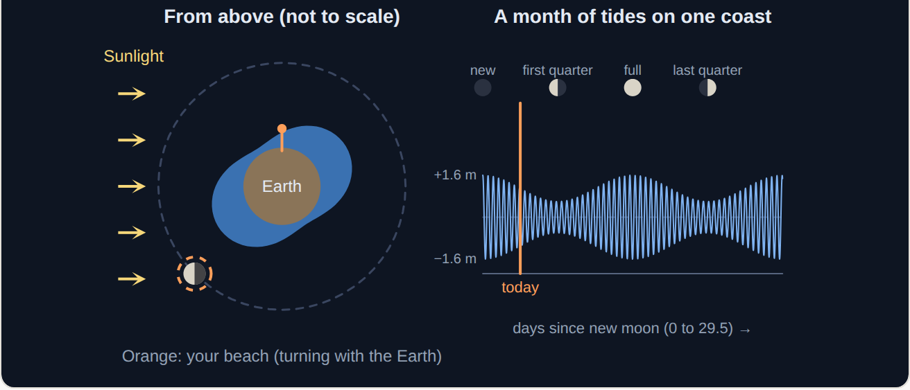 The oceans pulled into two bulges by the moon (and two smaller ones by the sun).